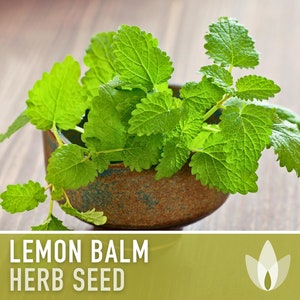 May include: A close-up of fresh green lemon balm herb leaves in a brown ceramic bowl. The text "LEMON BALM HERB SEED" is displayed below the image.