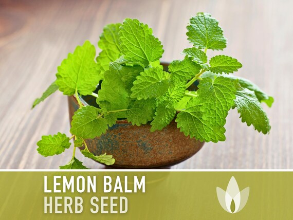 Lemon Balm Leaf Whole (Melissa officinalis) - Herbal Tea Kosher Cert - Organic W
