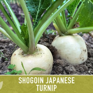 Shogoin Japanese Turnip Heirloom Seeds - Root Vegetables, Fall Garden, Microgreens, Container Garden, Non-GMO Bild 7