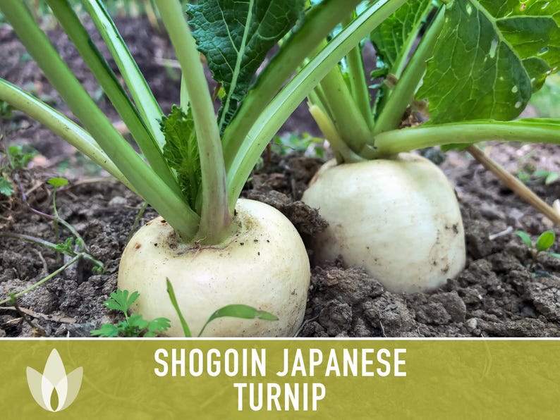 Shogoin Japanese Turnip Heirloom Seeds - Root Vegetables, Fall Garden, Microgreens, Container Garden, Non-GMO Bild 7