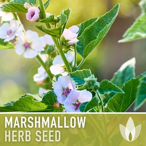 Marshmallow Medicinal Herb Heirloom Seeds - Ancient Medicinal & Culinary Herb, Folk Remedy, Non-GMO