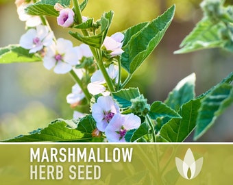 Marshmallow Medicinal Herb Heirloom Seeds - Ancient Medicinal & Culinary Herb, Folk Remedy, Non-GMO