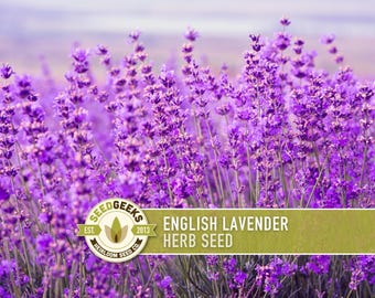 English Lavender Herb Seeds | 100+ Seeds, Heirloom, Medicinal, Culinary, Aromatherapy, Perennial, Lavandula angustifolia vera