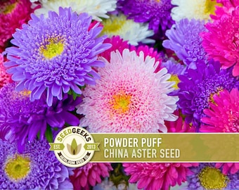 Powder Puff Aster Seeds, Heirloom China Aster, Double Bloom