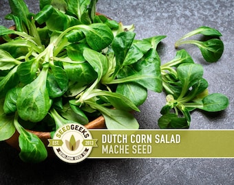 Mache Corn Salad Seeds, Dutch Winter Greens, Non-GMO Heirloom