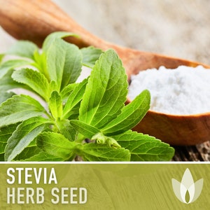 Stevia Sugar Leaf Seeds Heirloom Seeds, Natural Sweetener, Sugar Substitute, Zero Calories, Sweet Herb, Stevia Rebaudiana, Non-GMO image 1