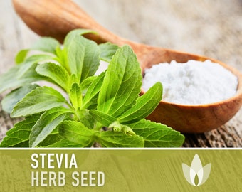 Stevia (Sugar Leaf) Seeds - Heirloom Seeds, Natural Sweetener, Sugar Substitute, Zero Calories, Sweet Herb, Stevia Rebaudiana, Non-GMO