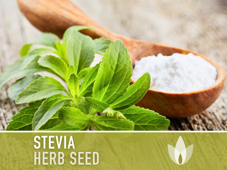 Stevia Sugar Leaf Seeds Heirloom Seeds, Natural Sweetener, Sugar Substitute, Zero Calories, Sweet Herb, Stevia Rebaudiana, Non-GMO image 1