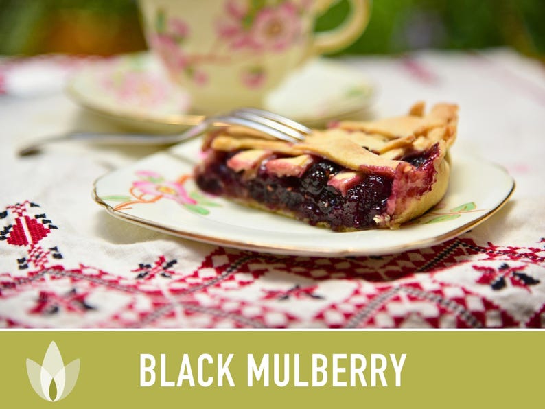 Black Mulberry Tree Seeds – Heirloom, Sweet Fruit (50 Seeds) zdjęcie 8