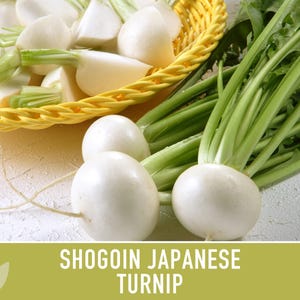 Shogoin Japanese Turnip Heirloom Seeds - Root Vegetables, Fall Garden, Microgreens, Container Garden, Non-GMO Bild 6