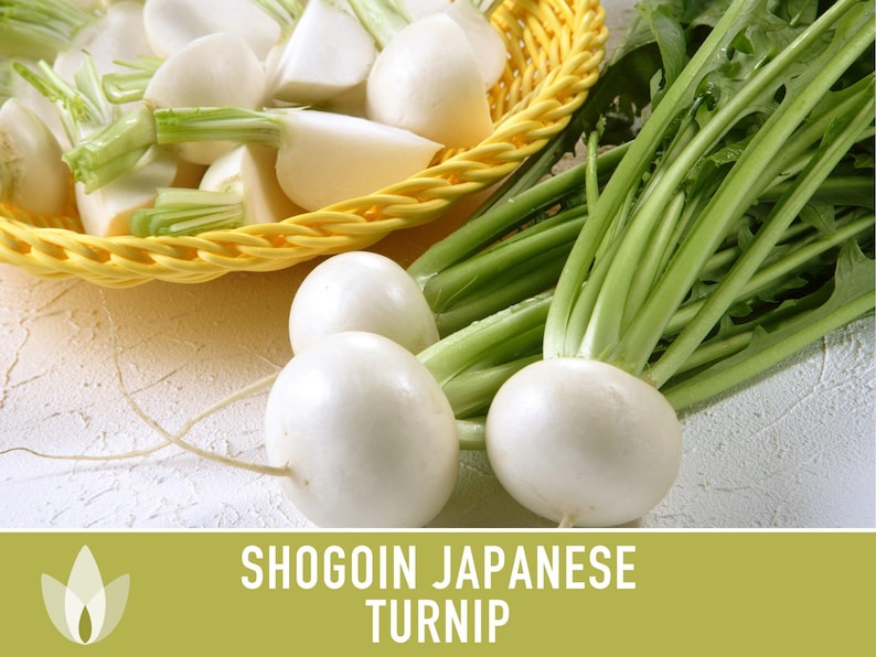 Shogoin Japanese Turnip Heirloom Seeds - Root Vegetables, Fall Garden, Microgreens, Container Garden, Non-GMO Bild 6