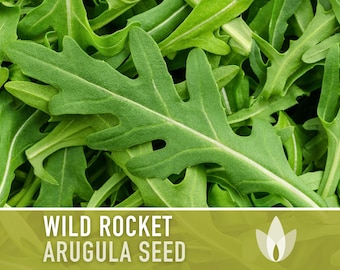 Wild Rocket Arugula Seeds - Heirloom Seeds, Slow Bolt, Long Season, Mustard Green, Fresh Salad Green, Container Garden, Non-GMO