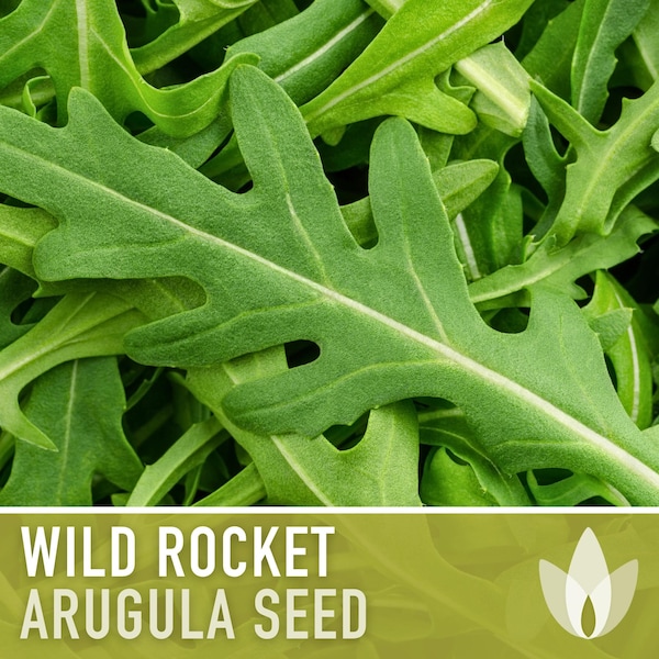 Wild Rocket Arugula Seeds - Heirloom Seeds, Slow Bolt, Long Season, Mustard Green, Fresh Salad Green, Container Garden, Non-GMO