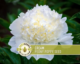 Cream Peony Poppy Seeds | 100+ Seeds, Heirloom, Bridal Flowers, Romantic Blooms, Papaver paeoniflorum