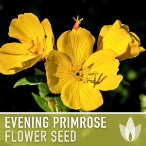Evening Primrose Flower Seeds - Heirloom Native Wildflower, Medicinal Plant, Evening Primrose Oil, King&#39;s Cure-all, Evening Star, Non-GMO