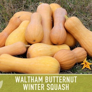 Waltham Butternut Squash Seeds – Heirloom, Vine-Borer Resistant image 8