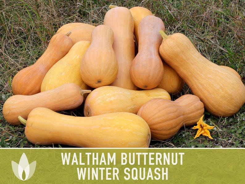 Waltham Butternut Squash Seeds – Heirloom, Vine-Borer Resistant image 8