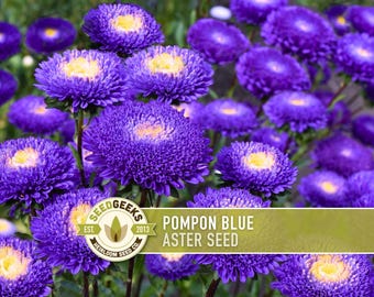 Pompon Blue Aster Seeds, Heirloom China Aster, Non-GMO