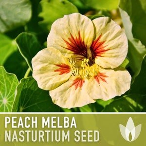 Nasturtium, Peach Melba Flower Seeds Heirloom Seeds, Dwarf Nasturtium, Tangy Peppery Taste, Easy To Grow, Tropaeolum Majus, Non-Gmo image 1