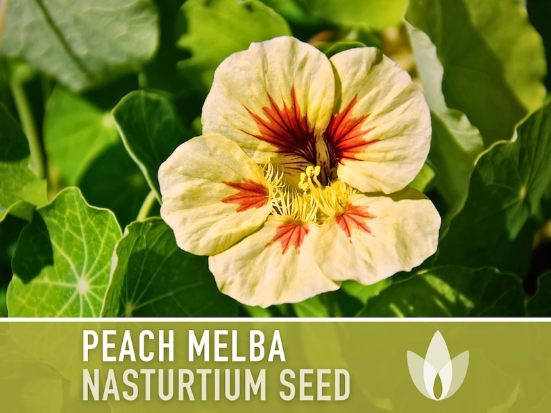 Nasturtium, Peach Melba Flower Seeds Heirloom Seeds, Dwarf Nasturtium, Tangy Peppery Taste, Easy To Grow, Tropaeolum Majus, Non-Gmo image 1