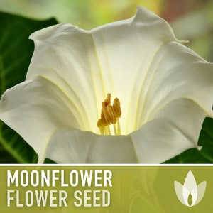 Moonflower Heirloom Flower Seeds - Moon Vine, Night Blooming, Morning Glory, Non-GMO