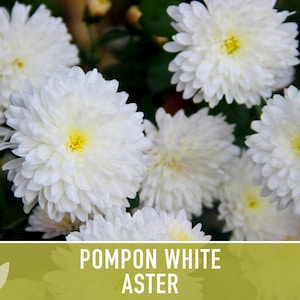 Semillas de flor de aster blanco pompón, aster chino tradicional, apto para abejas imagen 9