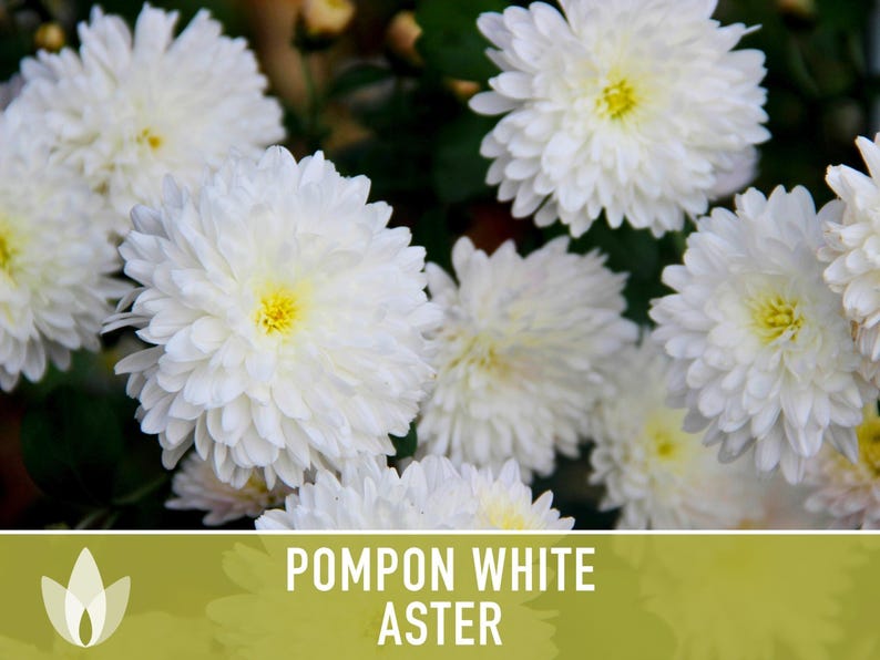 Semillas de flor de aster blanco pompón, aster chino tradicional, apto para abejas imagen 9
