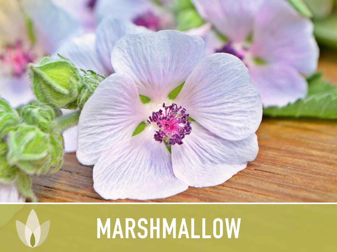 Marshmallow Medicinal Herb Heirloom Seeds Perennial Herbal Etsy