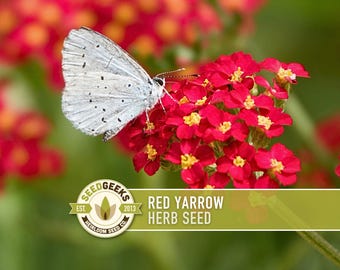 Red Yarrow Herb Seeds – Heirloom, Attracts Pollinators