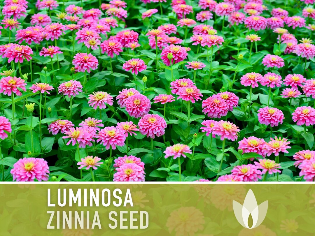 thumbnail image 2 of Heirloom Pink Zinnia Seeds – Luminosa, Zinnia Elegans, 75 Seeds, Easy To Grow 2 of 5