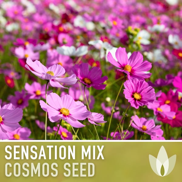 Cosmos, Sensation Mix Flower Seeds - Cut Flowers, Butterfly Garden, Pollinator Friendly, Heirloom, Non-GMO