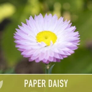 Paper Daisy Flower Seeds - Heirloom Everlasting Flowers for Bouquets image 8