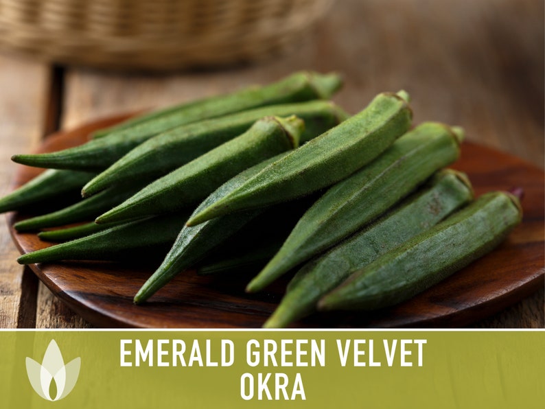 Emerald Green Velvet Okra Heirloom Seeds Nongmo Open Etsy