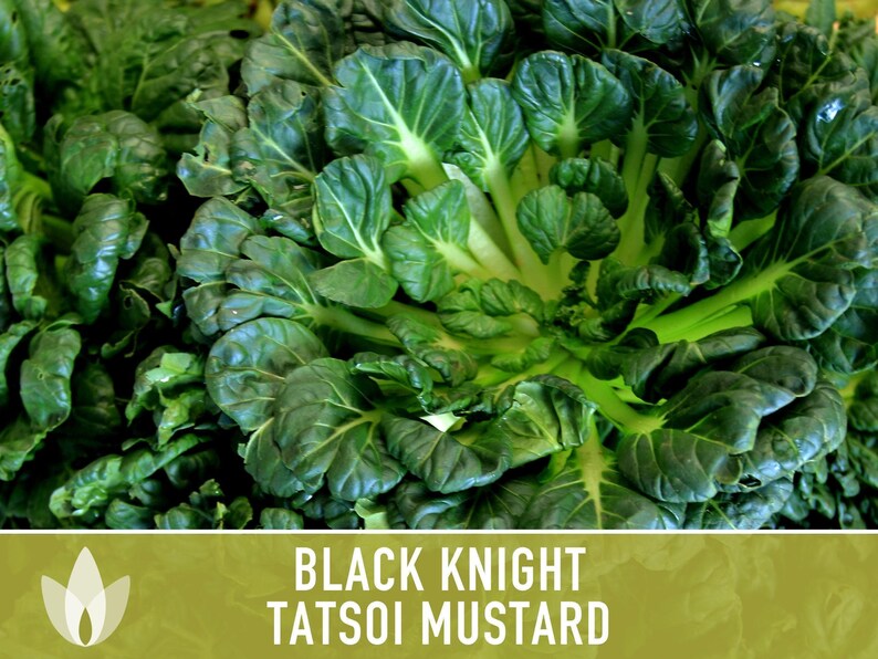 SeedGeeks Black Knight Tatsoi Mustard Seeds