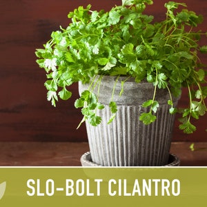 Slo-Bolt Cilantro Herb Heirloom Seeds image 4