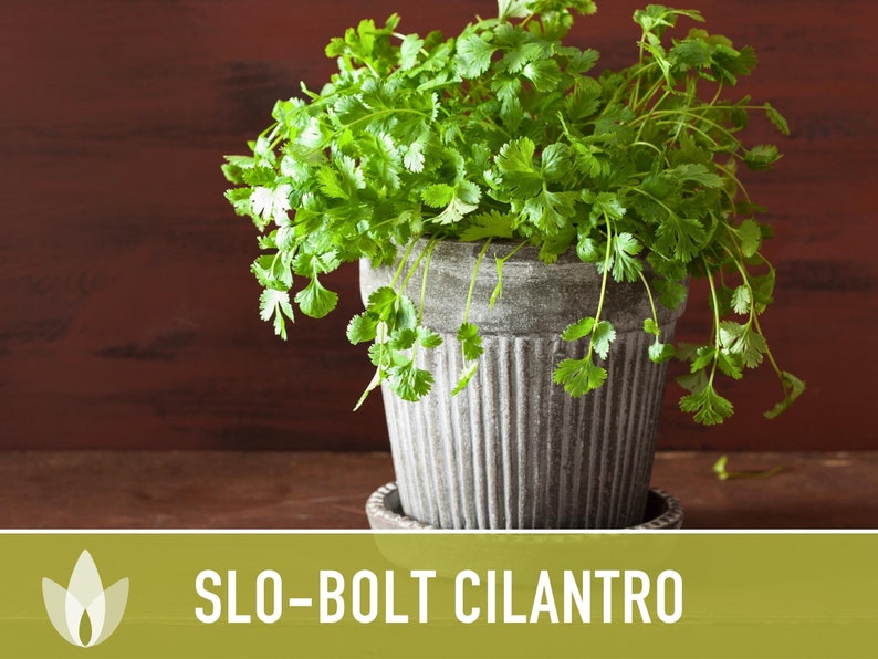 Slo-Bolt Cilantro Herb Heirloom Seeds image 4