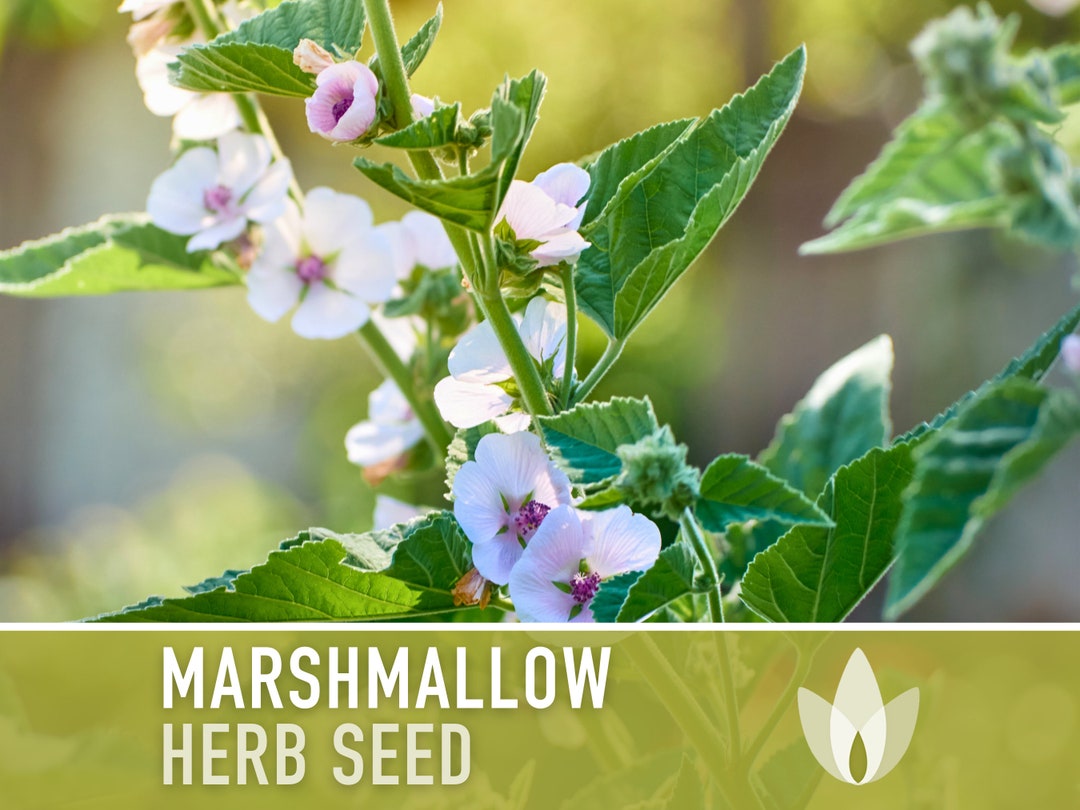 Marshmallow Medicinal Herb Heirloom Seeds Ancient Medicinal & Culinary