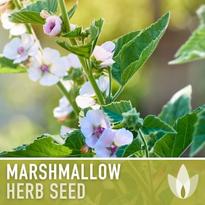 Marshmallow Medicinal Herb Heirloom Seeds - Ancient Medicinal & Culinary Herb, Folk Remedy, Non-GMO