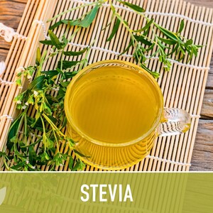 Stevia Herb Seeds - Non-GMO Heirloom Sugar Substitute image 9