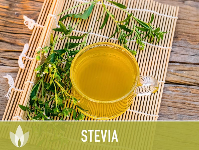 Stevia Herb Seeds - Non-GMO Heirloom Sugar Substitute image 9