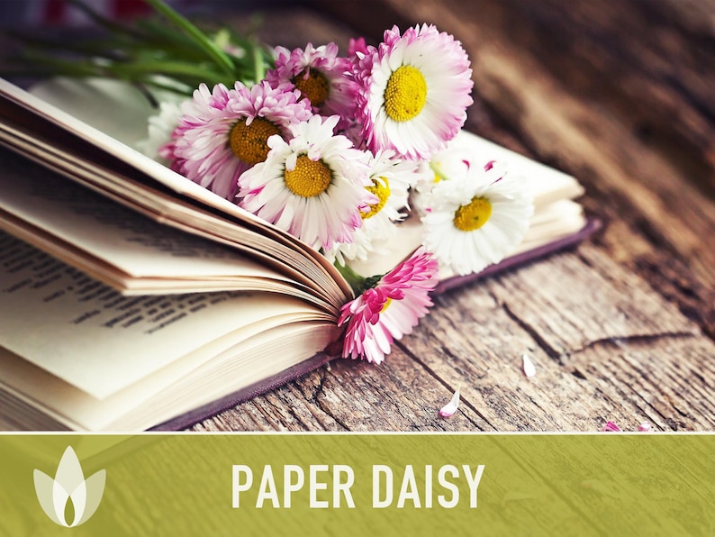 Paper Daisy Flower Seeds - Heirloom Everlasting Flowers for Bouquets image 5