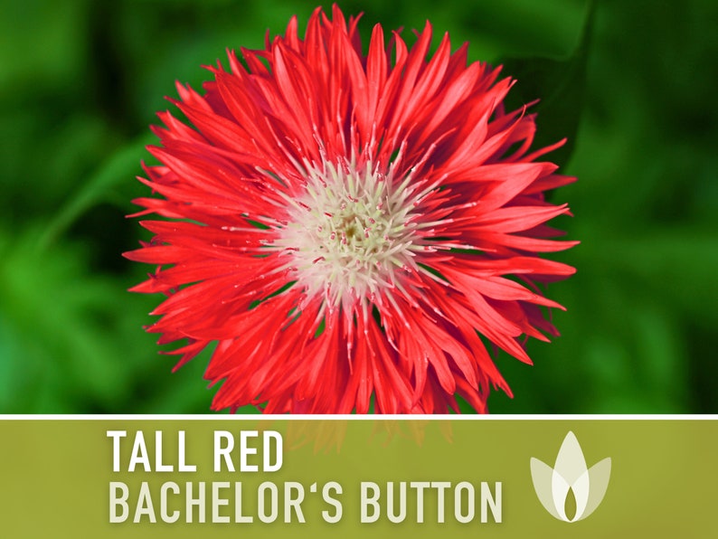 SeedGeeks Bachelor's Button Seeds