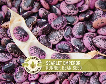 Scarlet Emperor Runner Bean Seeds | 15+ Seeds, Heirloom, Edible Flowers, Hummingbird Garden, Phaseolus coccineus