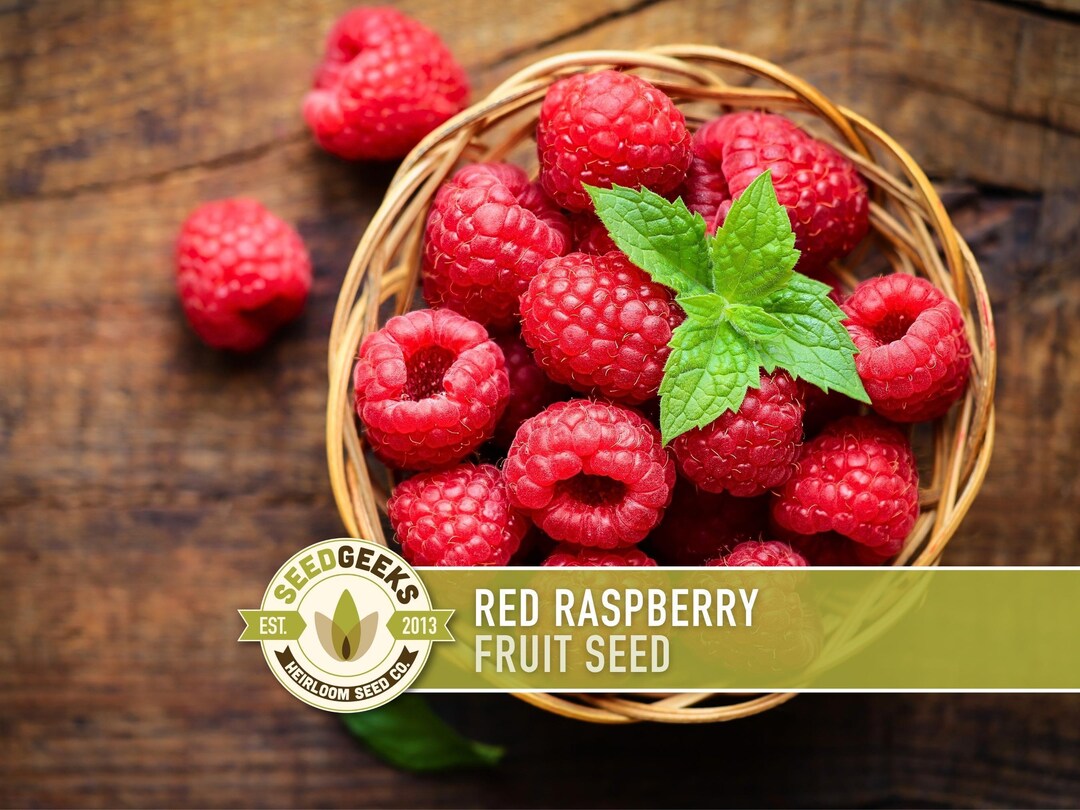 Raspberry Seed Packets Red Raspberry Seeds, Heirloom Variety, Medicinal Plant (30 Seeds) - Etsy