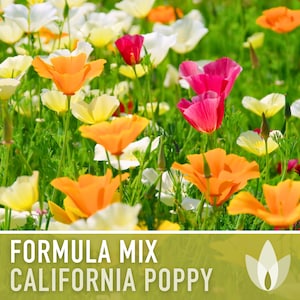California Poppy, Mix Heirloom Seeds - Flower Seeds, Cool Weather Seeds, Flowers, Cool Season Flowers, Annual, California