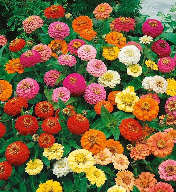 50 Seeds Zinnia Thumbelina Mix Heirloom Seeds Flower Seeds Flower Mix Dwarf Flowers Mixed Zinnia Non-Hybrid,