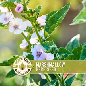 May include: Close-up of a marshmallow herb plant with white and pink flowers and green leaves. The image includes a logo that reads "Seed Geeks" and the text "Marshmallow Herb Seed". The plant is in focus against a blurred background.