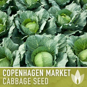Copenhagen Market Cabbage Seeds - Heirloom Seeds, Microgreens, Sprouting Seeds, Sauerkraut, Coleslaw, Open Pollinated, Non-GMO