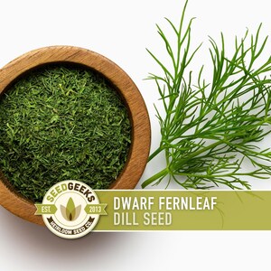 Dwarf Fernleaf Dill Seeds | 40+ Seeds, Heirloom, Culinary & Medicinal Herb, Butterfly Host | Anethum graveolens image 4
