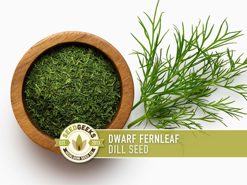 Dwarf Fernleaf Dill Seeds | 40+ Seeds, Heirloom, Culinary & Medicinal Herb, Butterfly Host | Anethum graveolens image 4